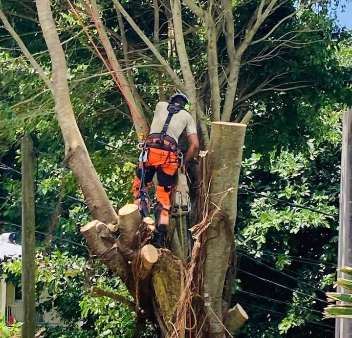 La garantie d’un élagage d'arbres efficace et sécuritaire.
