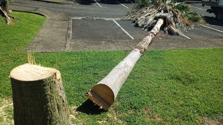 Service d'abattage d’arbres Guadeloupe