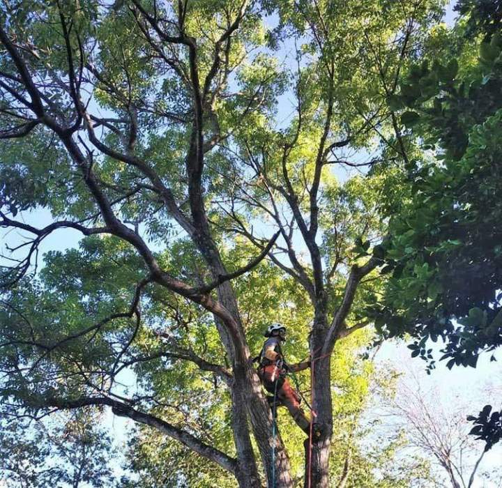 Entretien végétal Guadeloupe