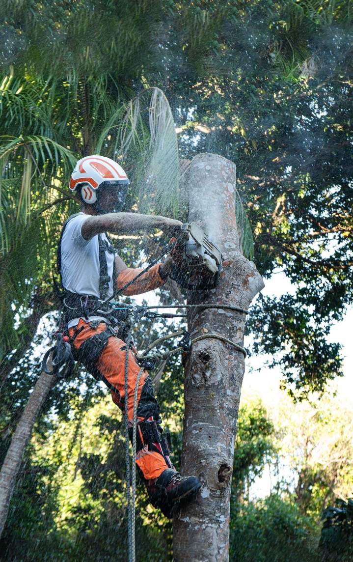 Service d'abattage d’arbres Guadeloupe