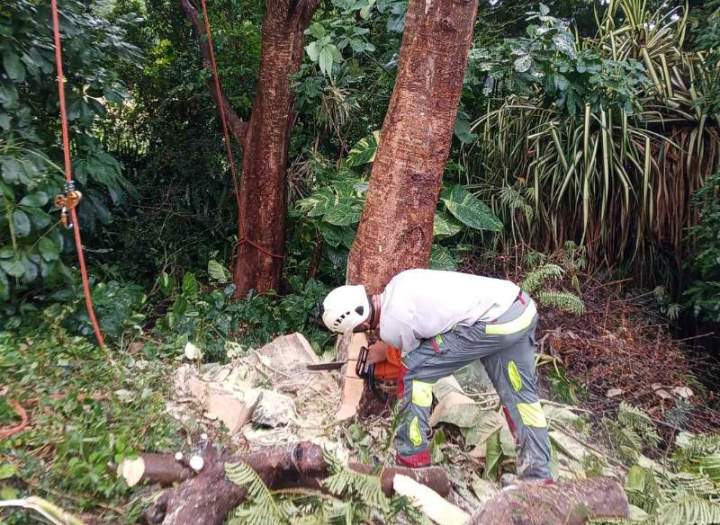 Service d'abattage d’arbres Guadeloupe