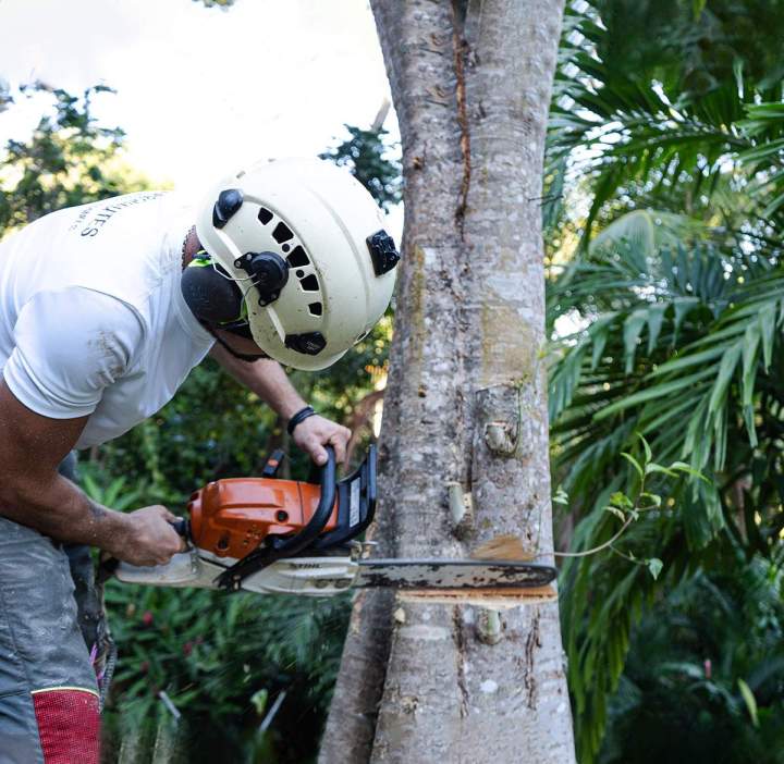 Fournisseur de bois rouge Guadeloupe