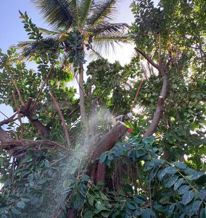 Entretien des arbres Guadeloupe