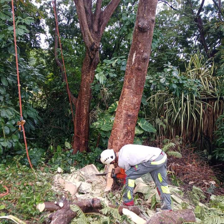Service d'abattage d’arbres Guadeloupe