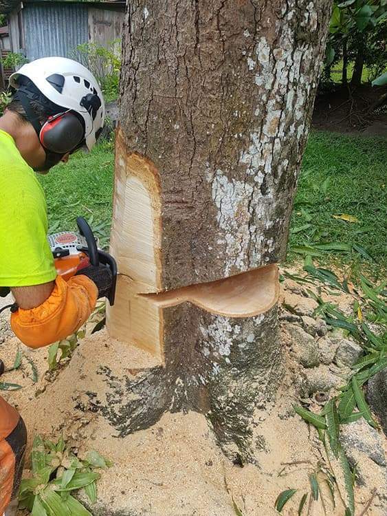 Service de coupe d'arbre Guadeloupe