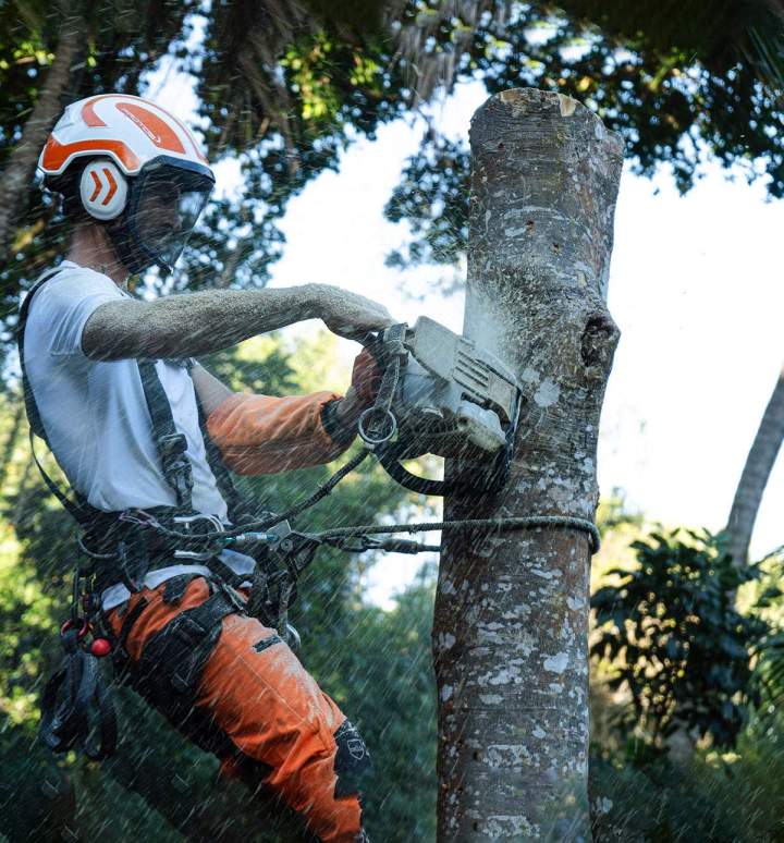 Travaux d'élagage Guadeloupe