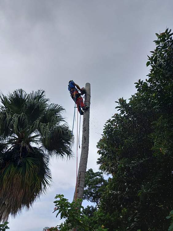 Démontage d'arbre Guadeloupe