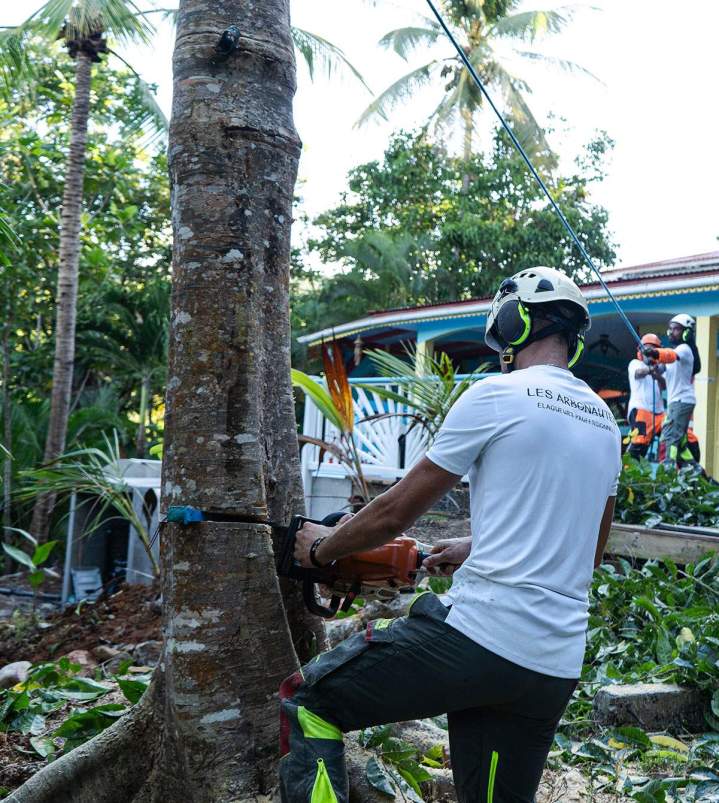 Service d'abattage d’arbres service à la personne Guadeloupe