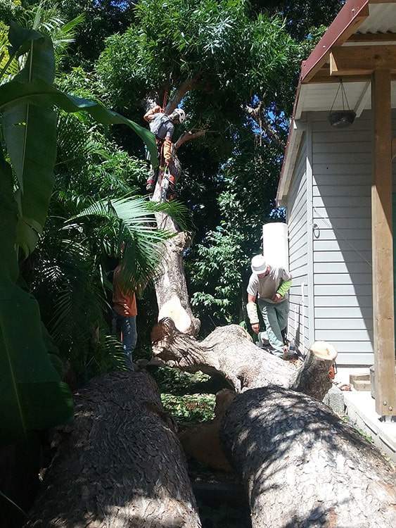Élimination d'arbres Guadeloupe