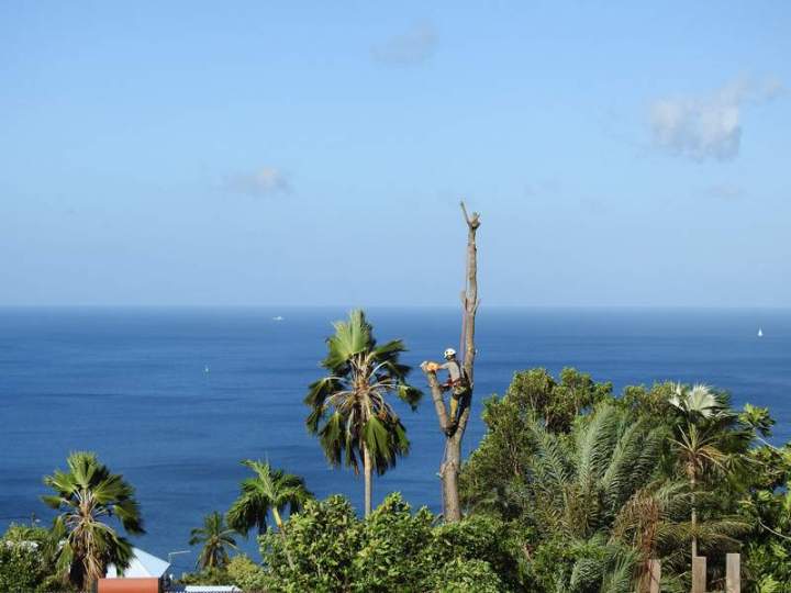 Abattage de bois Guadeloupe