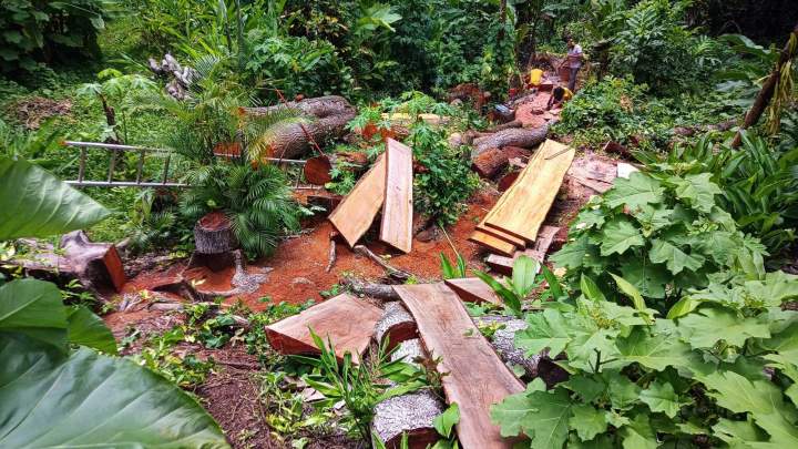 Service d'élagage Guadeloupe