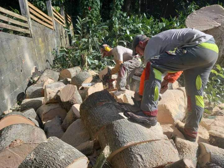 Travaux d'abattage Guadeloupe