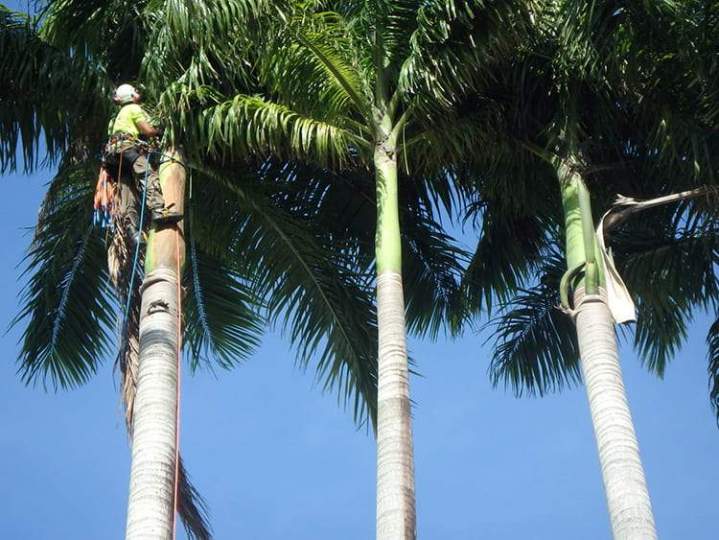 Service d'élagage Guadeloupe