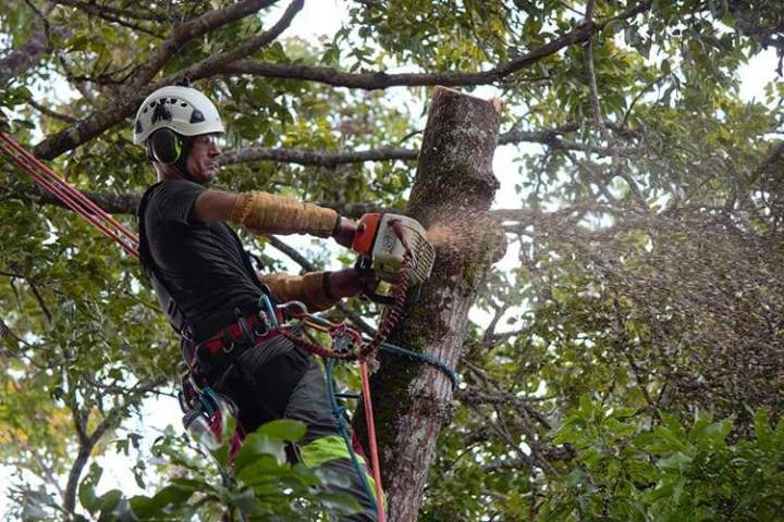 Taillage d'arbres Guadeloupe
