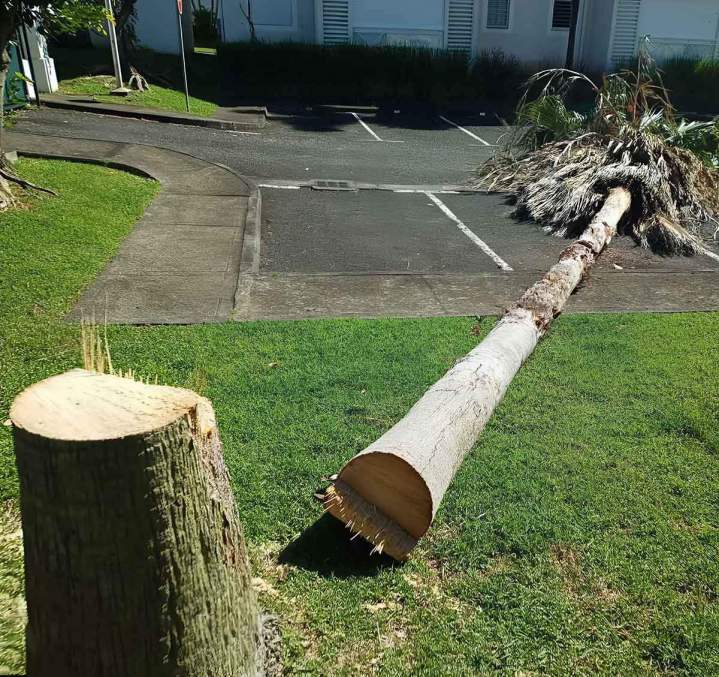Des professionnels bien équipés pour réaliser vos travaux d’abattage d’arbres.