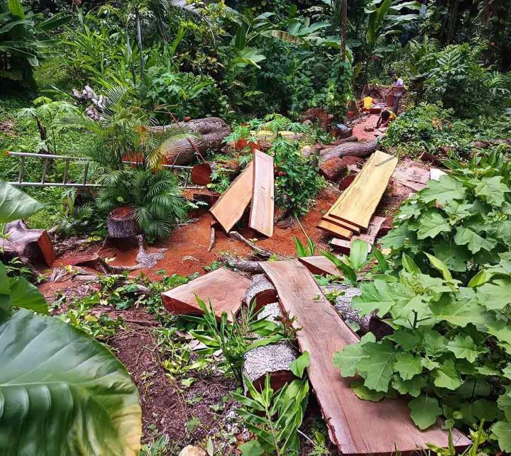 Fournisseur de bois rouge Guadeloupe