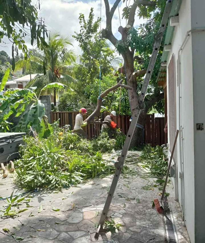 Coupes de branches Guadeloupe
