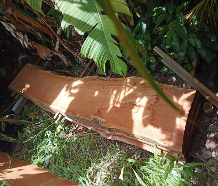 Fournisseur de bois rouge Guadeloupe