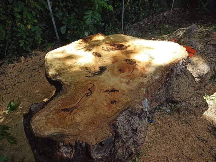 Commercialisation de bois rouge Guadeloupe