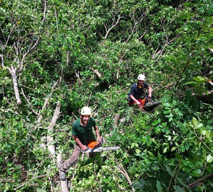 Abattage forestier Guadeloupe