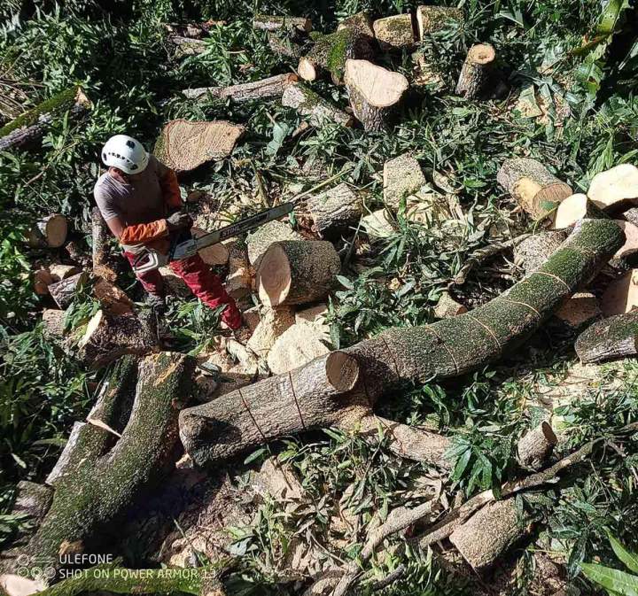 Coupe de bois Guadeloupe