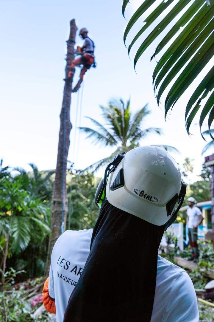 Service de coupe d'arbre Guadeloupe