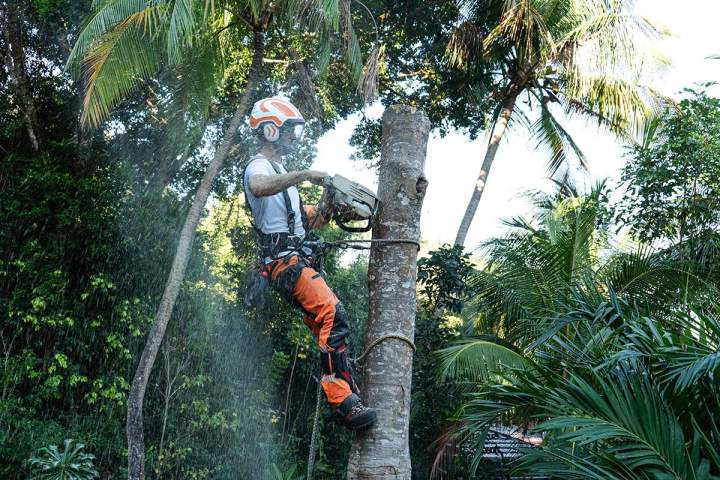 Service d'élagage Guadeloupe