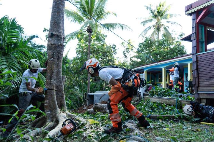 Service de coupe d'arbre Guadeloupe