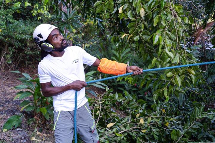 Taille de végétation Guadeloupe