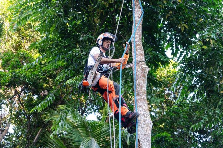 Service d'élagage Guadeloupe