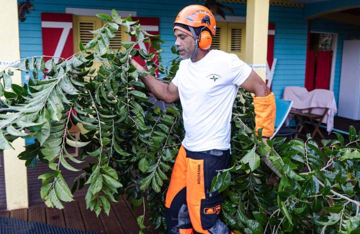Entretien des arbres Guadeloupe