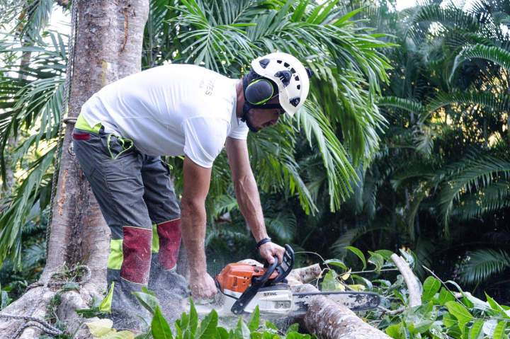 Entretien des arbres Guadeloupe