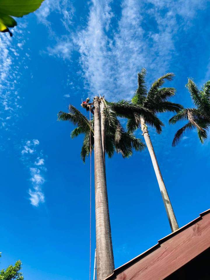 Abattage d'arbres Guadeloupe