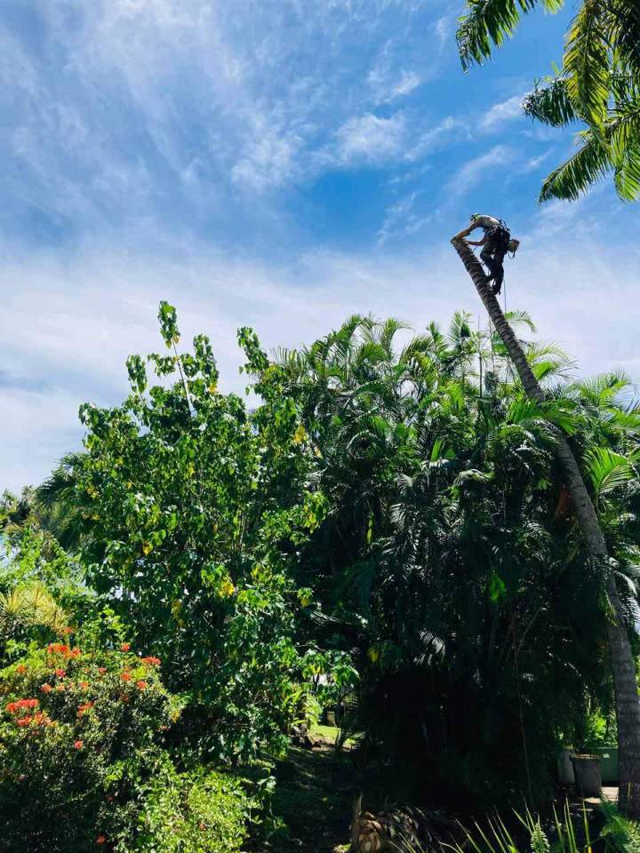Travaux d'abattage d’arbres Guadeloupe