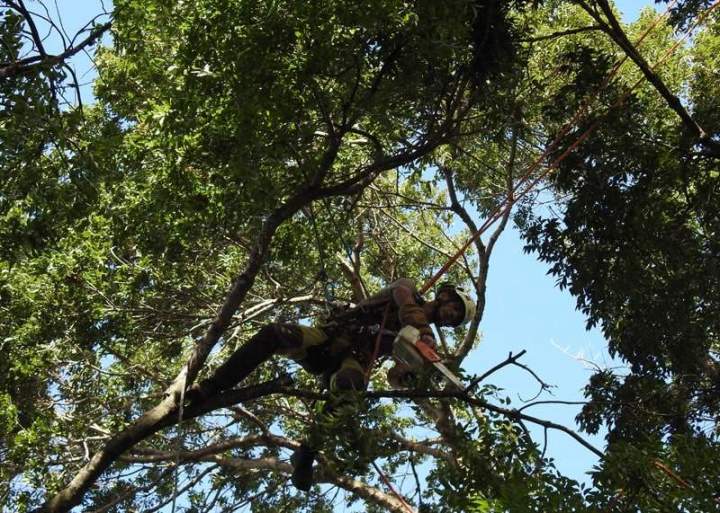 Taille de végétation Guadeloupe