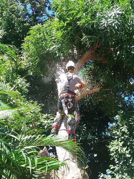Soins arboricoles Guadeloupe