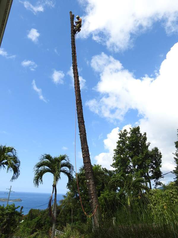 Service d'abattage d’arbres Guadeloupe