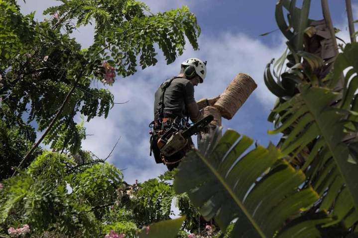 Spécialiste en abattage d’arbres Guadeloupe