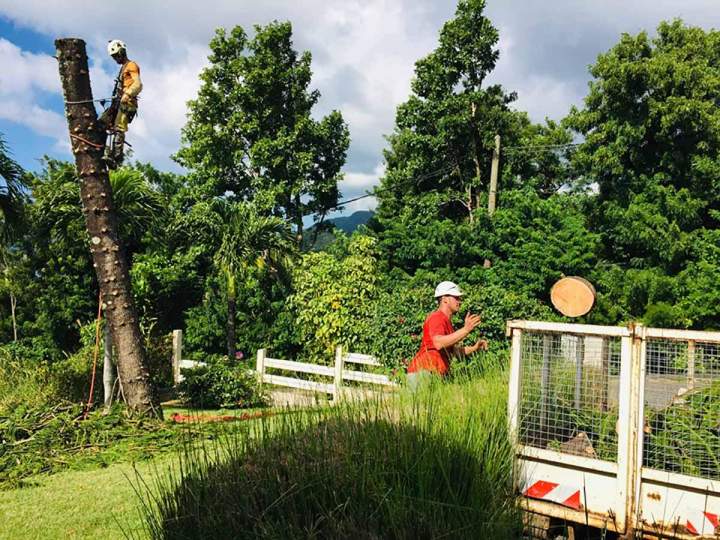 Travaux d'abattage d’arbres Guadeloupe
