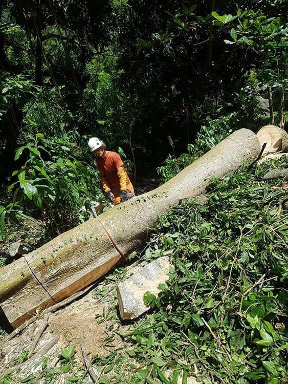 Abattage d’arbres service à la personne Guadeloupe